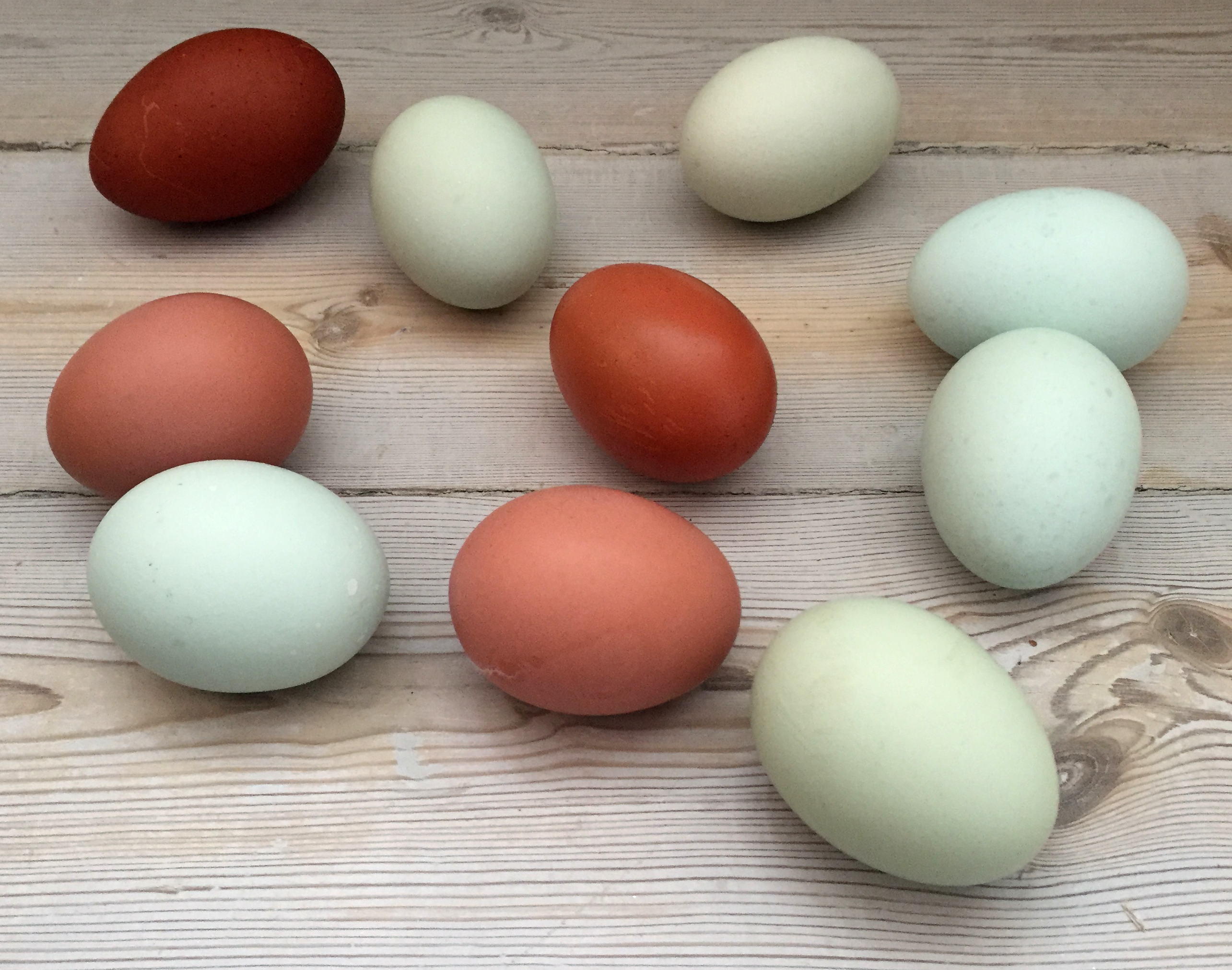 Hvem har besluttet, at æg kun må være hvide eller brune?